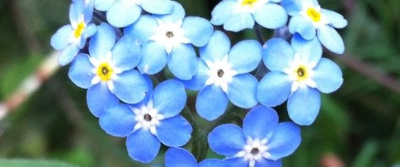 Forget-Me-Not Flowers